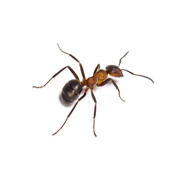 Formiga europeia de madeira vermelha, Formica polyctena, isolada sobre branco — Fotografia de Stock