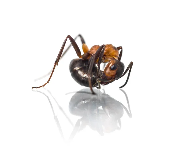 Европейский муравей из красного дерева, Formica polyctena, изолированный на белом — стоковое фото