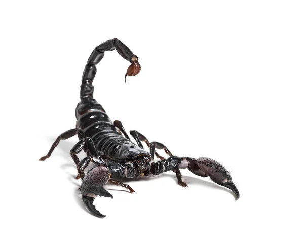 Emperor scorpion, Pandinus imperator — Stock Photo, Image