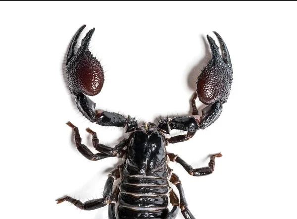 Empereur scorpion, Pandinus imperator, vue aérienne — Photo