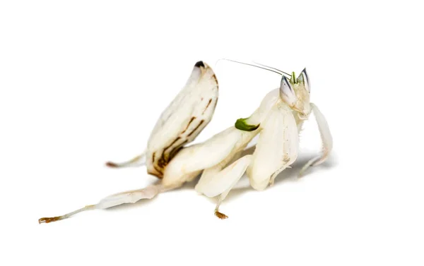 Νεαρή ορχιδέα mantis, Hymenopus coronatus, απομονωμένη σε λευκό — Φωτογραφία Αρχείου