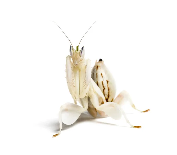 Young orchid mantis, Hymenopus coronatus, isolated on white — Stock Photo, Image