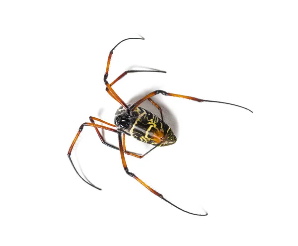 Nephila inaurata, aranha-tecelã-orbe dourada de pernas vermelhas,, isolada — Fotografia de Stock
