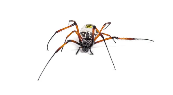 Nephila inaurata, kırmızı bacaklı altın örümceği, izole edilmiş — Stok fotoğraf