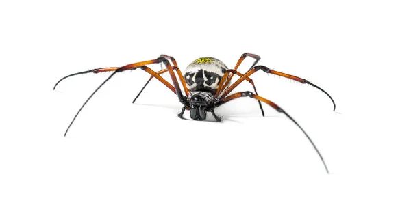 Nephila inaurata, araña tejedora de orbe dorada de patas rojas,, aislada —  Fotos de Stock