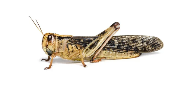 Langosta migratoria, Locusta migratoria, aislada sobre blanco — Foto de Stock