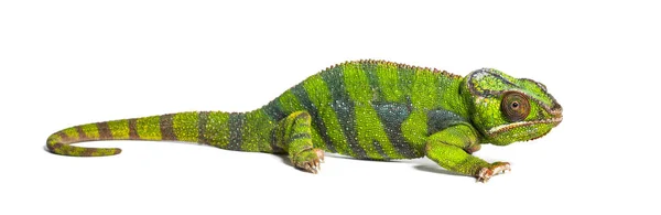 Panterkameleon, Furcifer pardalis, geïsoleerd op wit — Stockfoto