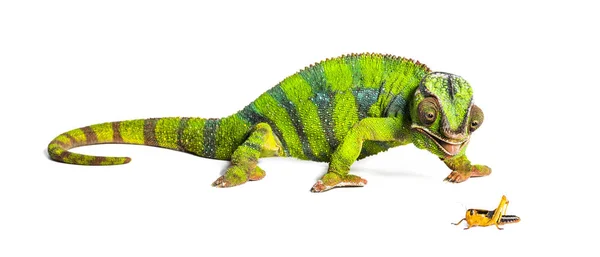 Panther chameleon, Furcifer pardalis, τρώγοντας ακρίδα των μεταναστών — Φωτογραφία Αρχείου