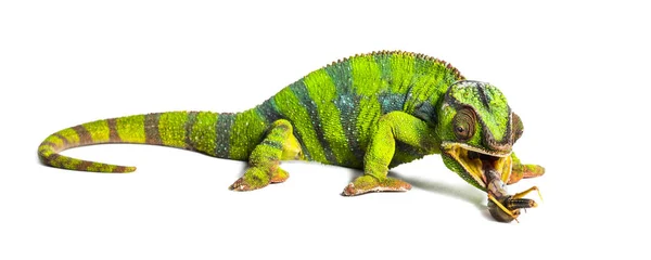 Panther chameleon, Furcifer pardalis, eating Migratory locust — Stock Photo, Image