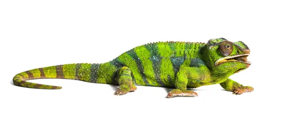 Panther chameleon, Furcifer pardalis, τρώγοντας ακρίδα των μεταναστών — Φωτογραφία Αρχείου