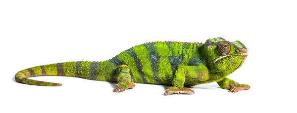 Panther chameleon, Furcifer pardalis, a species of chameleon — Stock Photo, Image