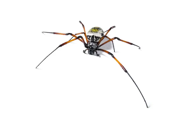 Nephila inaurata, rödbenad guldspindel, isolerad — Stockfoto