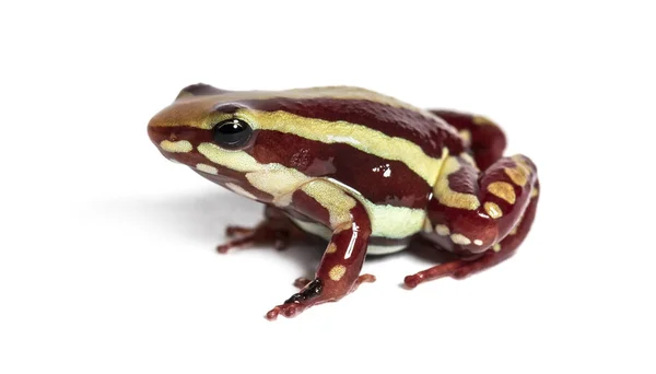 Anthony's poison arrow frog, Epipedobates anthonyi — Stock Photo, Image