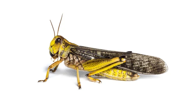 Langosta migratoria, Locusta migratoria, aislada sobre blanco — Foto de Stock