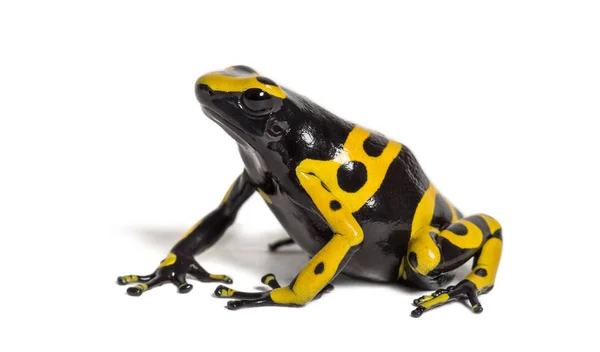 Geelbandpijlgifkikker, Dendrobates leucomelas — Stockfoto