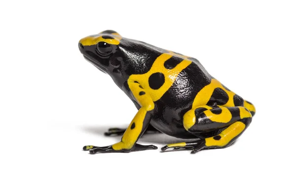 Grenouille venimeuse à bandes jaunes, Dendrobates leucomelas — Photo