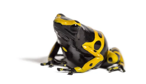 Żaba jadowita z żółtym paskiem, Dendrobates leucomelas — Zdjęcie stockowe