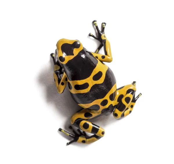 Yellow-banded poison dart frog, Dendrobates leucomelas — Stock Photo, Image