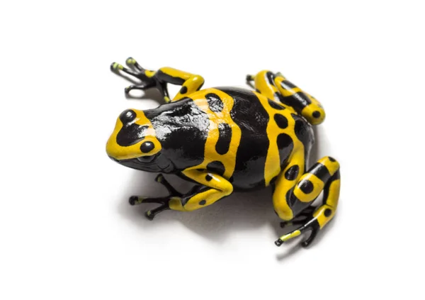 Yellow-banded poison dart frog, Dendrobates leucomelas, in front — Stock Photo, Image