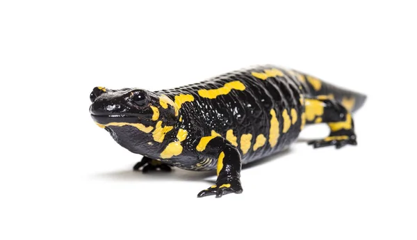 Salamandra salamandra，被白色隔离的火蜥蜴 — 图库照片