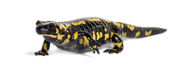 Salamandra, Salamandra salamandra, isolada sobre branco — Fotografia de Stock