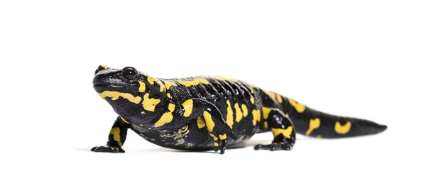 Salamandra, Salamandra salamandra, isolada sobre branco — Fotografia de Stock