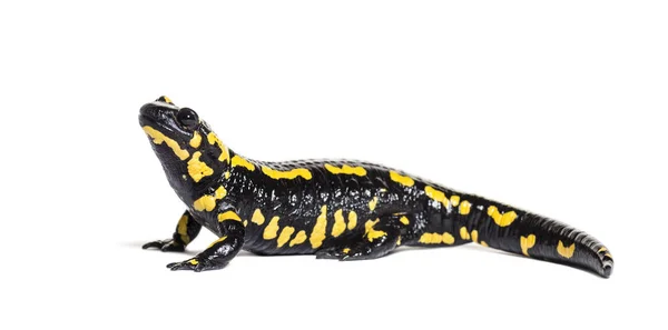 Brand salamander, Salamandra salamandra, isolerad — Stockfoto