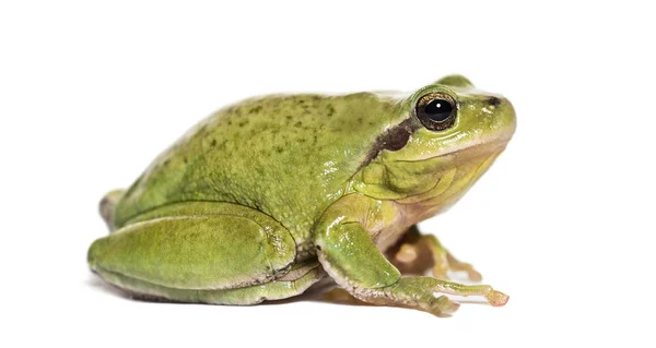 Rã da árvore mediterrânica, Hyla meridionalis — Fotografia de Stock