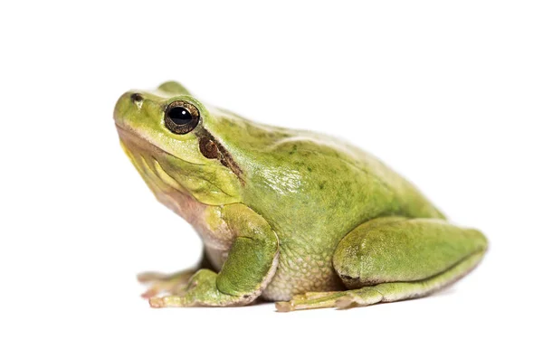 Rã da árvore mediterrânica, Hyla meridionalis — Fotografia de Stock