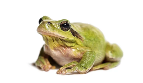 Mediterranean tree frog, Hyla meridionalis — Stock Photo, Image