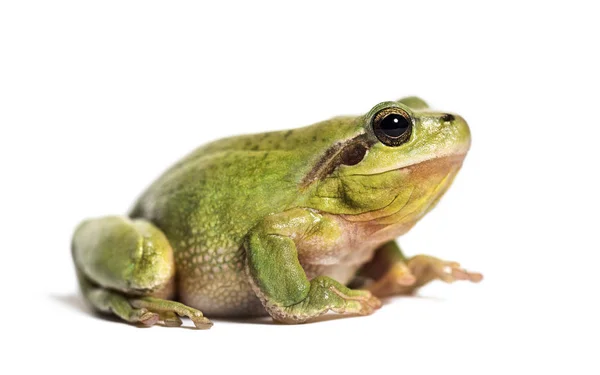 Mittelmeer-Laubfrosch, Hyla meridionalis — Stockfoto