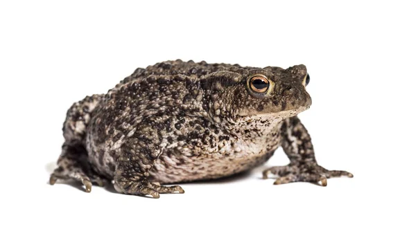 유럽 의대 형 두꺼비 — 스톡 사진