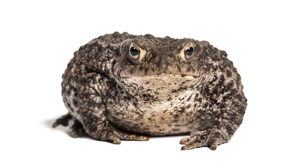 Common toad, European toad — Stock Photo, Image