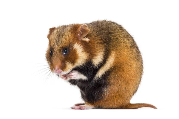 Avrupa hamster, Cricetus cricetus, tımar — Stok fotoğraf