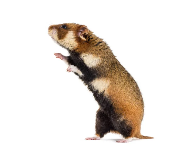 Hamster europeu nas patas traseiras, Cricetus cricetus — Fotografia de Stock