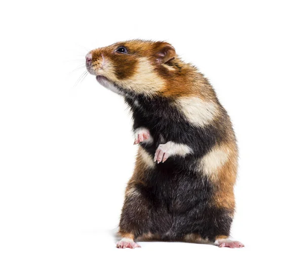 Hamster europeu nas patas traseiras, Cricetus cricetus — Fotografia de Stock