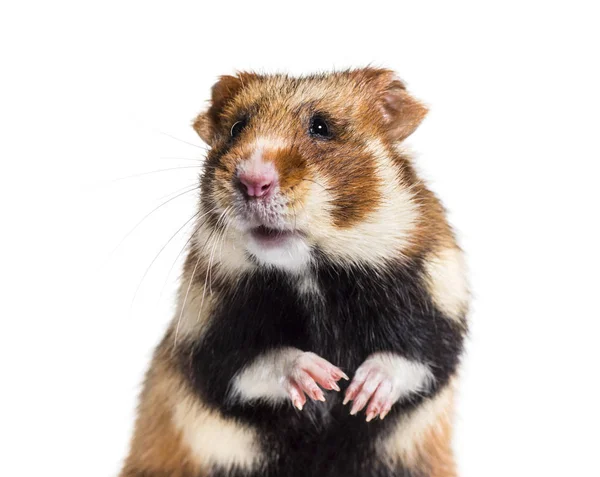 Europeisk hamster, Cricetus cricetus, på vit bakgrund — Stockfoto