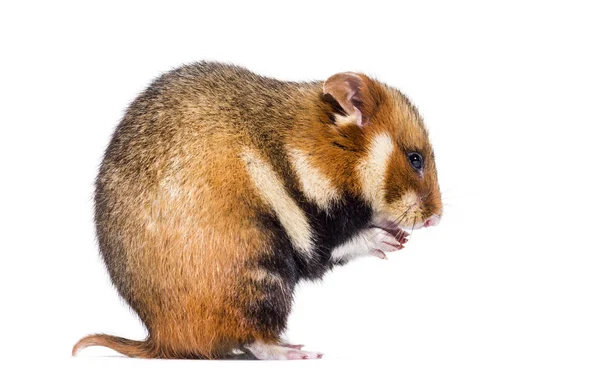 Europeisk hamster, Cricetus cricetus, grooming — Stockfoto