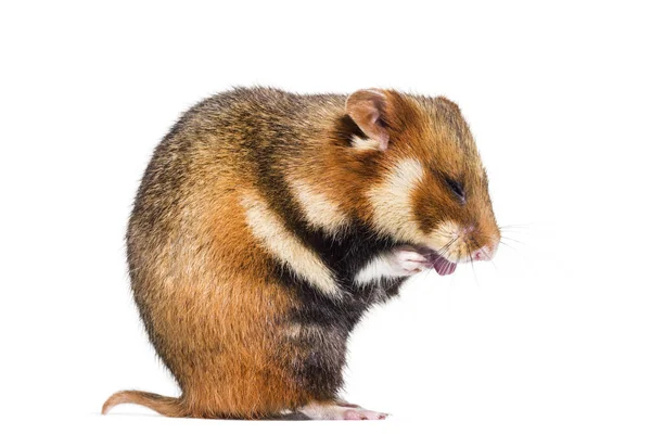 European hamster, Cricetus cricetus, grooming — Stock Photo, Image