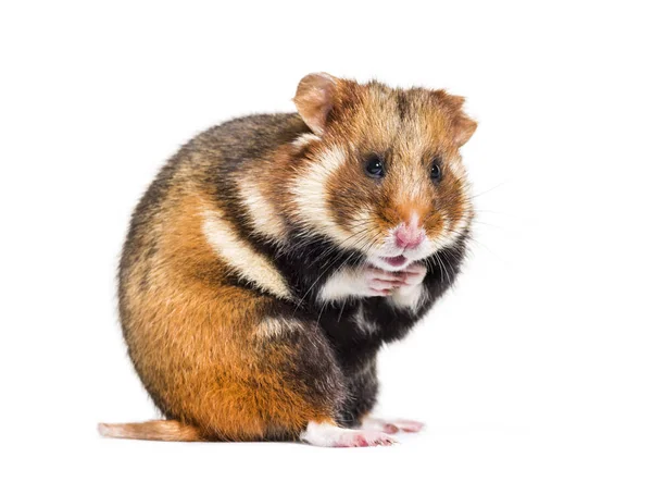 Europeisk hamster, Cricetus cricetus, isolerad på vit — Stockfoto