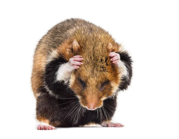 European hamster, Cricetus cricetus, grooming — Stock Photo, Image