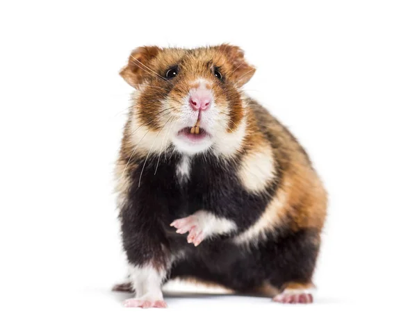Europeisk hamster, Cricetus cricetus — Stockfoto