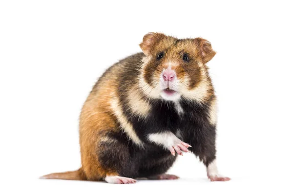 Europeisk hamster, Cricetus cricetus — Stockfoto