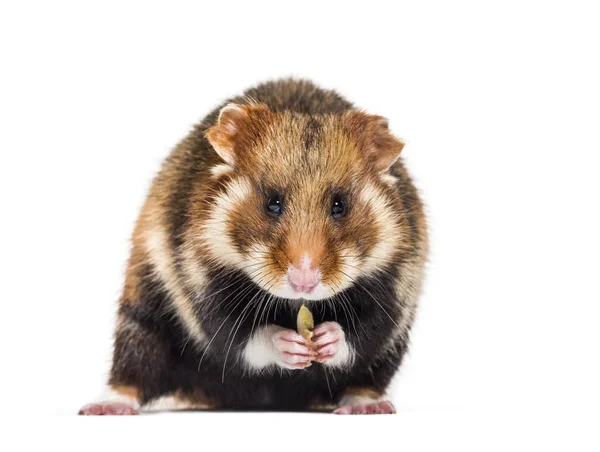 Hamster européen, Cricetus cricetus, isolé sur blanc — Photo