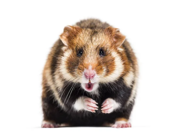 Europese hamster, Cricetus cricetus, geïsoleerd op wit — Stockfoto