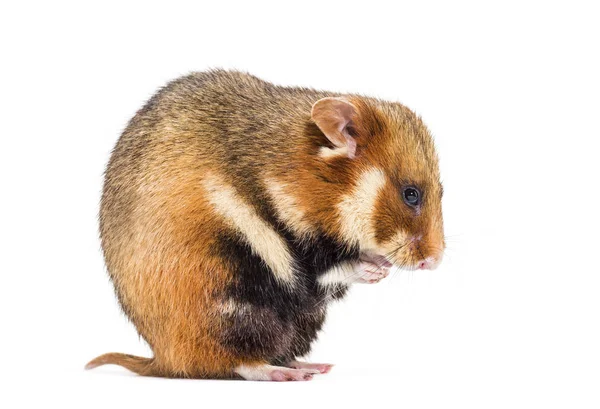 Avrupa hamsterı, Cricetus cricetus — Stok fotoğraf