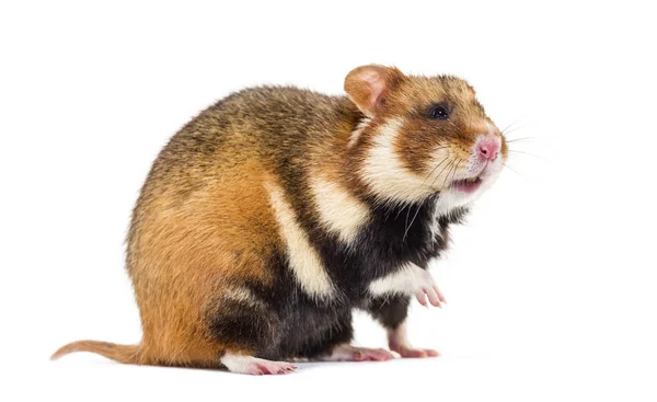 Hamster europeu, Cricetus cricetus — Fotografia de Stock