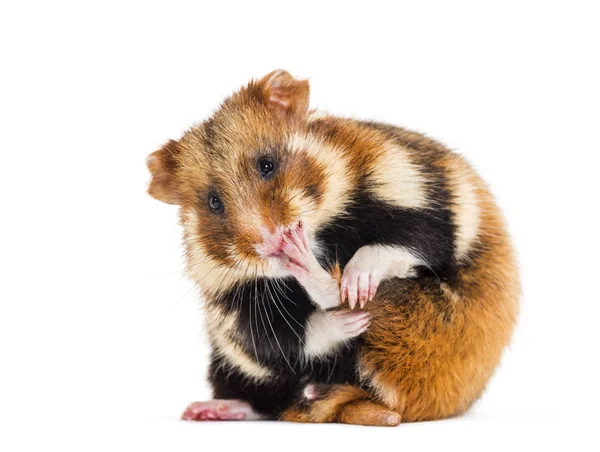 Hamster europeu, Cricetus cricetus grooming — Fotografia de Stock