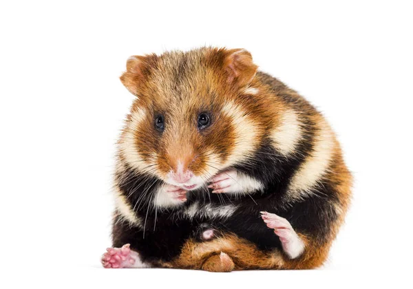 Avrupa hamsterı, Cricetus Cricetus tımarlama — Stok fotoğraf