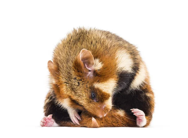 European hamster, Cricetus cricetus grooming — Stock Photo, Image
